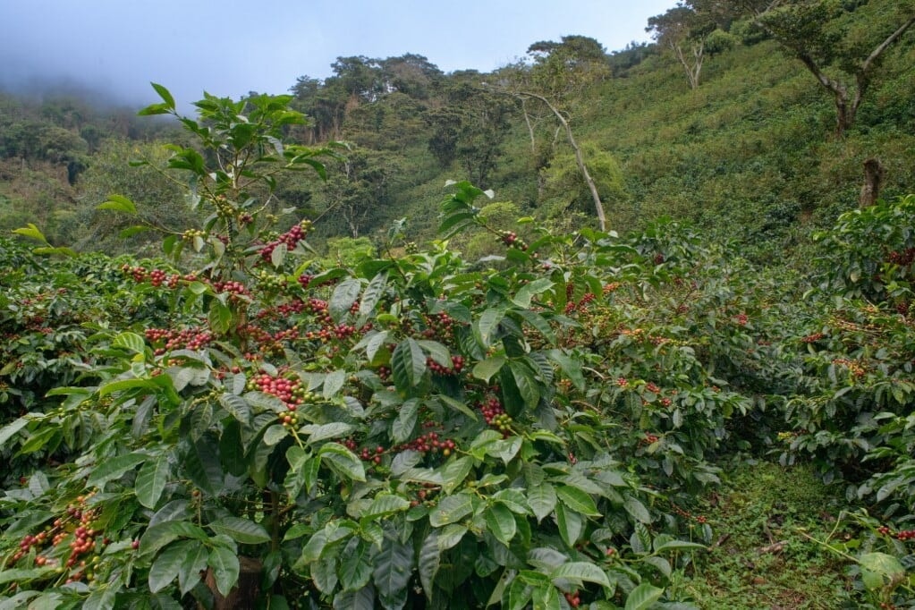 Hogyan jött létre az első Arabica kávéfa?