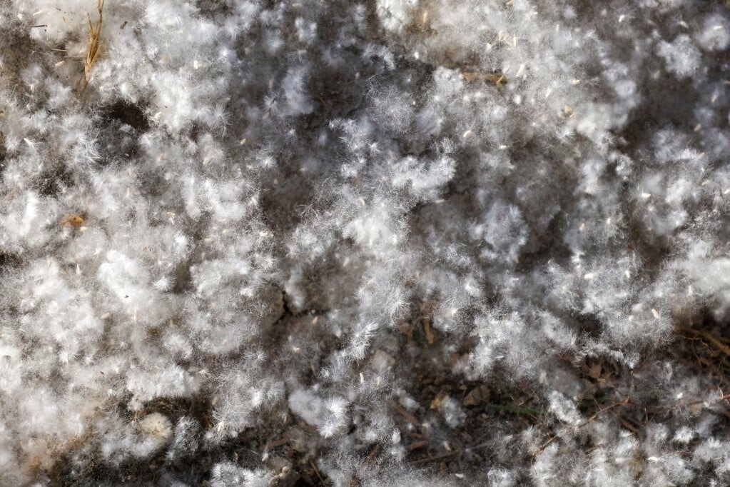 Nem is pollen, mégis kínoz - Veszélyes lehet a nyárfa pihéje?