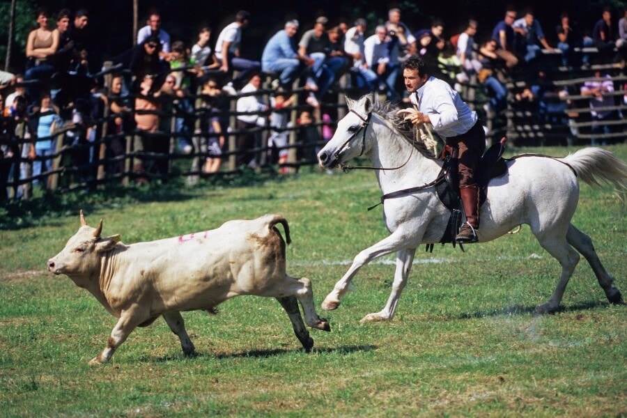 Olasz cowboyok őrzik a Maremma hagyományait
