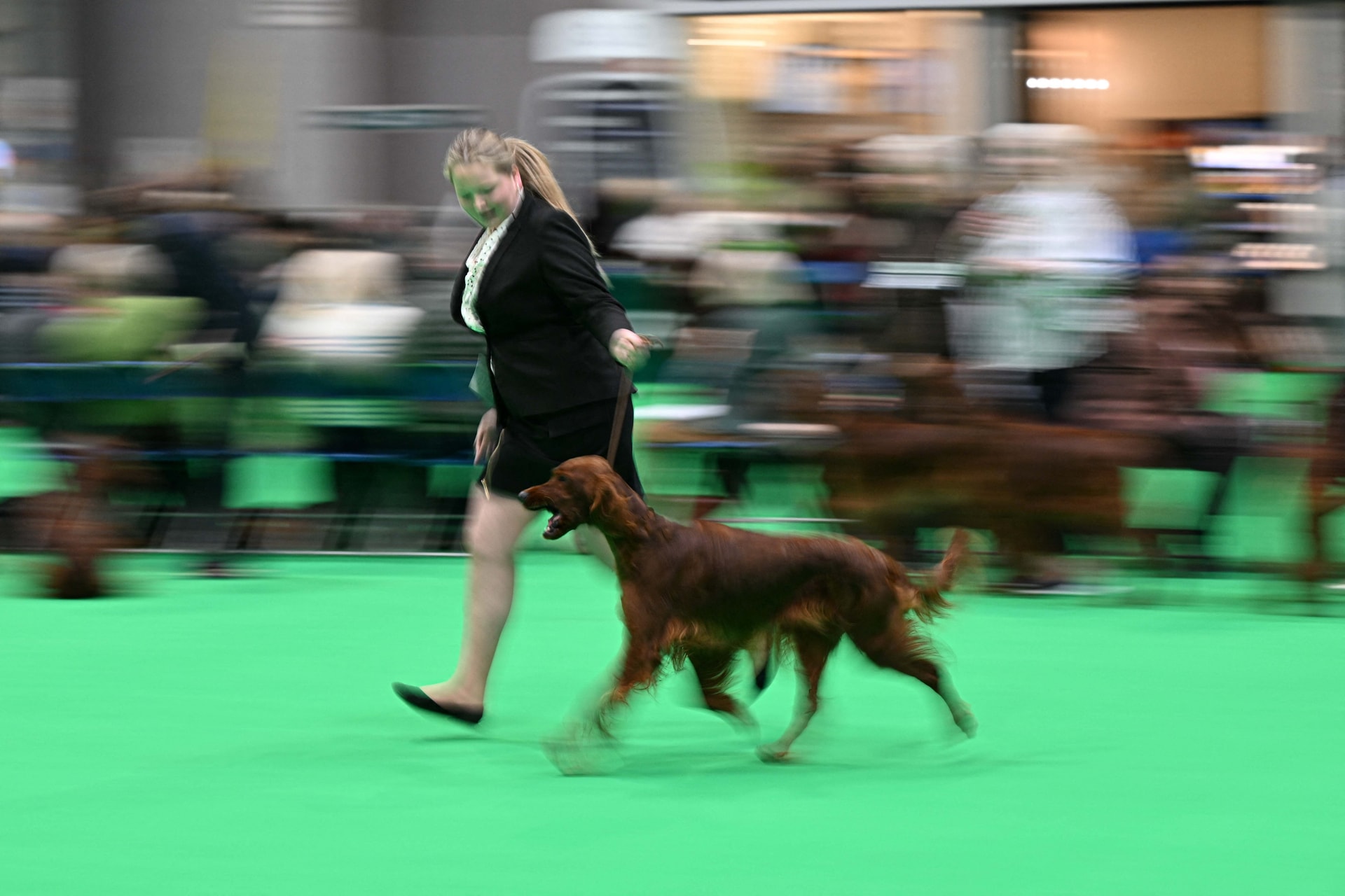 Magyar tulajdonú bobtail lett a világ legszebb kutyája Bolognában
