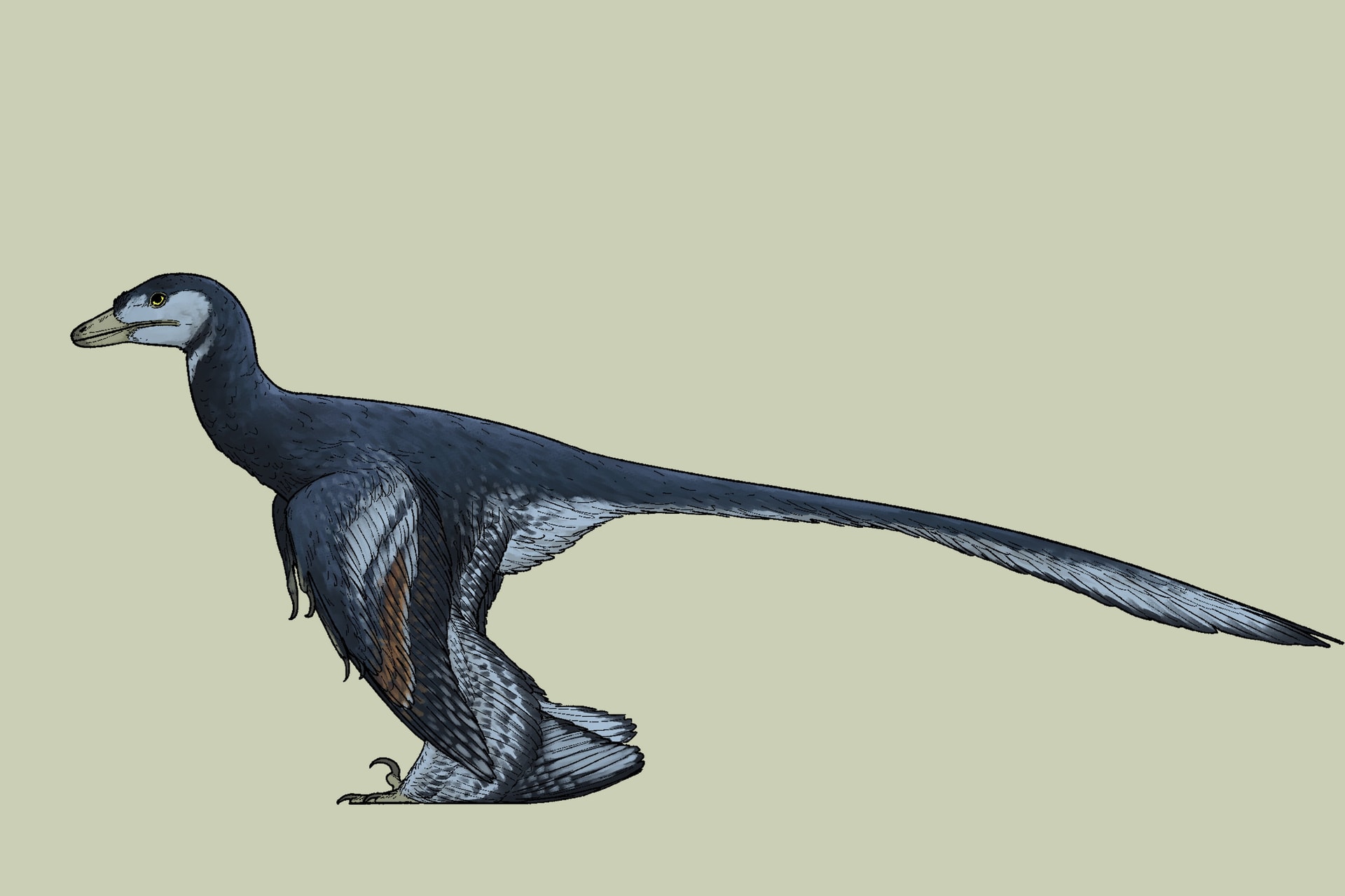 Új dinoszauruszfajt fedeztek fel