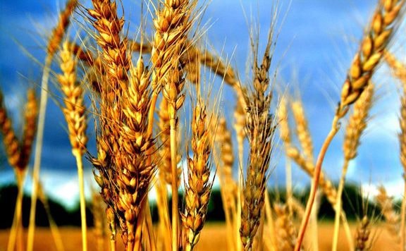 A bioüzemanyagok súlyosbítják az élelmiszerválságot