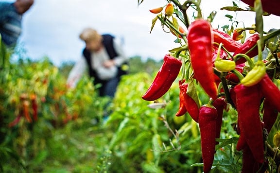 Agrárminisztérium: A fűszerpaprika-termesztés versenyképessége is a technológia megújításától függ