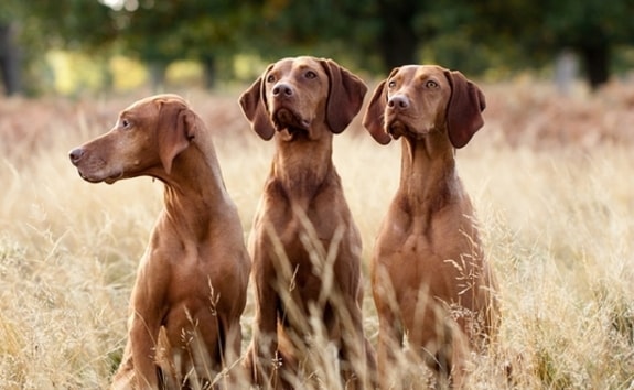 Elkészült a rövidszőrű magyar vizsla genetikai fajtaprofilja