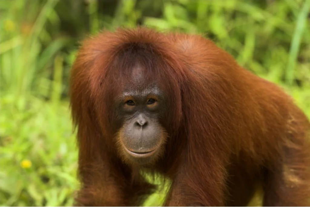 Az orangutánok, gorillák, csimpánzok és bonobók mind úgy nevetnek, mint az emberek