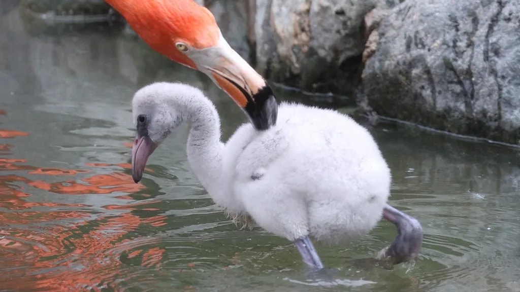 Flamingófiókák keltek ki a Nyíregyházi Állatparkban