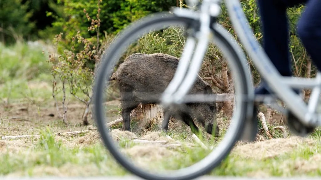 Rájár a rúd a horvátországi malacokra