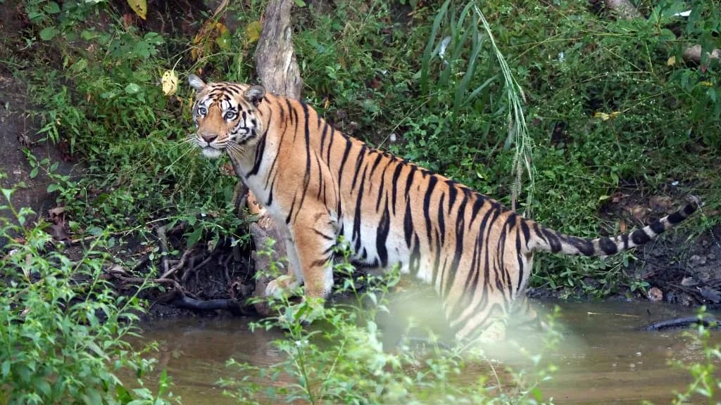 Egy pásztor csodával határos módon túlélte egy tigris támadását