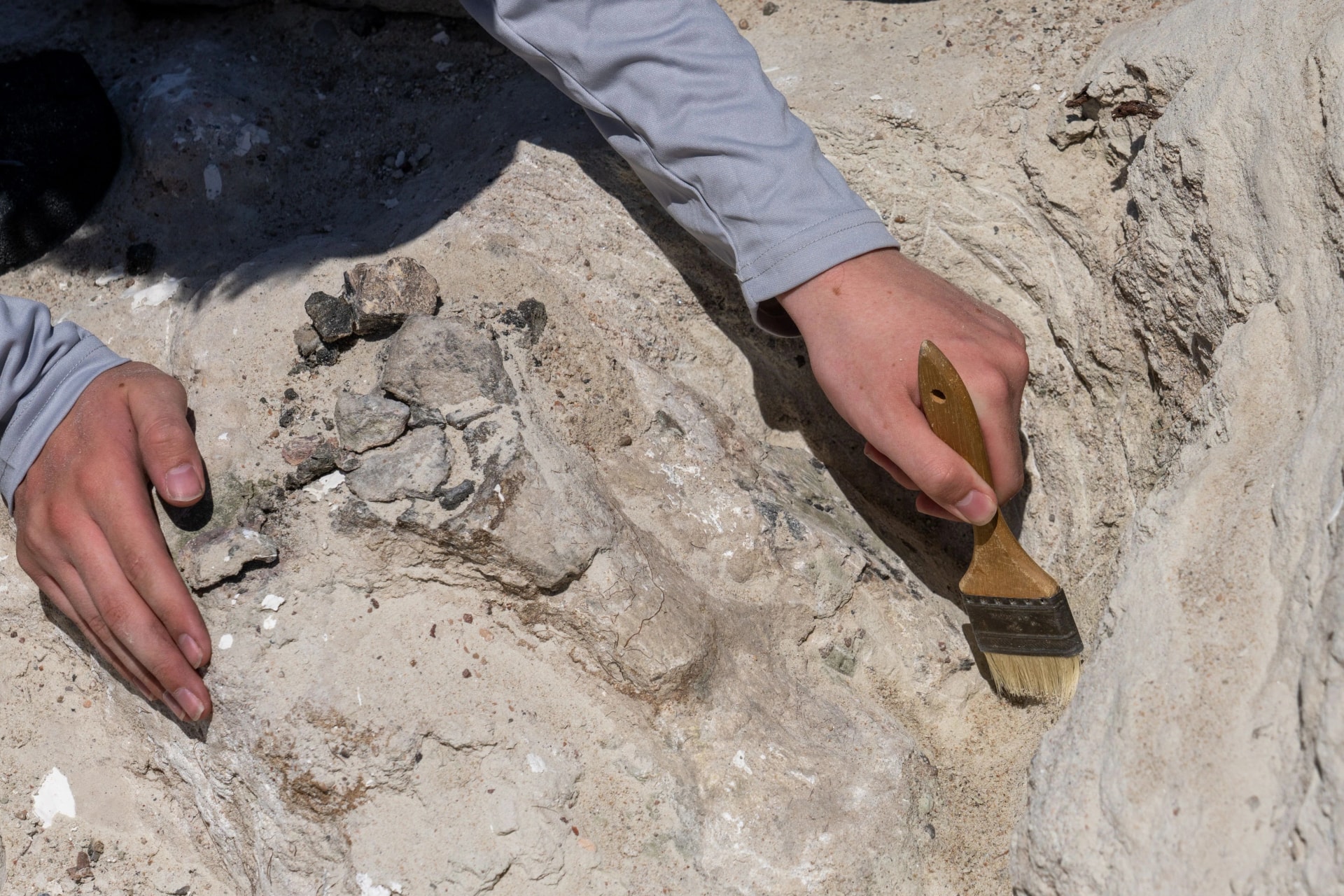 Megkövesedett dinoszaurusz-lábnyomra bukkantak