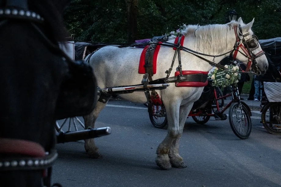 Tovatűnnek a lovak New Yorkból