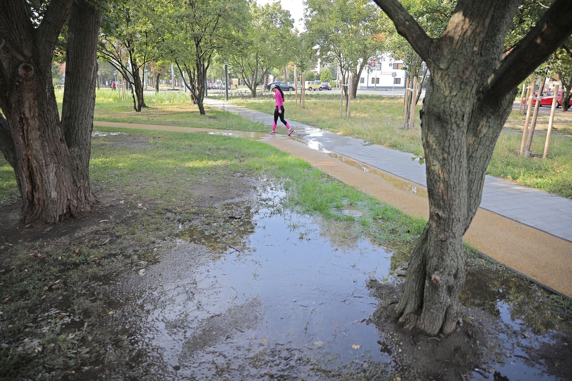 Kidőlhetnek a „járdafák” a Pillangó Parkban