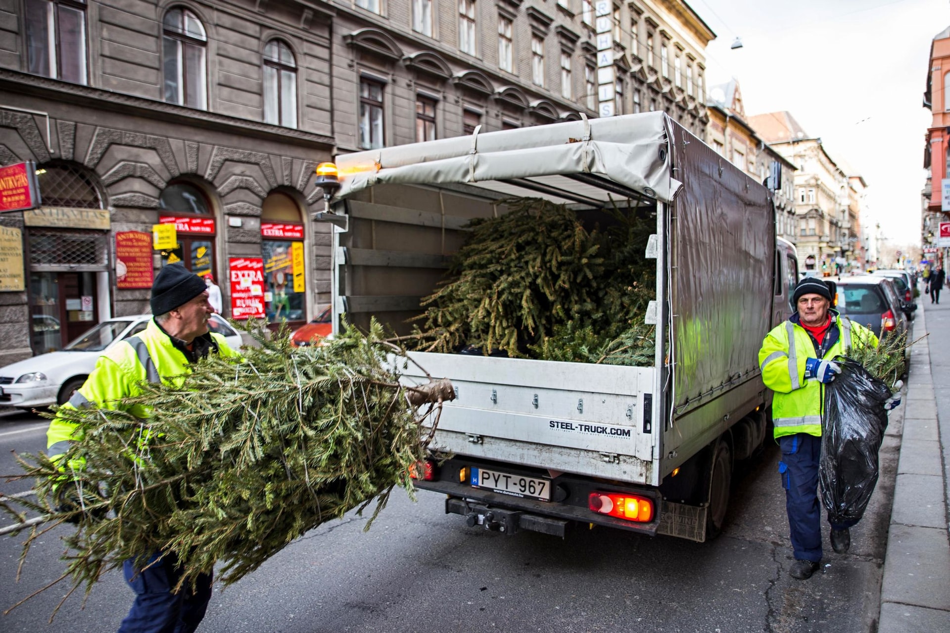 Szervezetten gyűjtik és hasznosítják a fenyőfákat