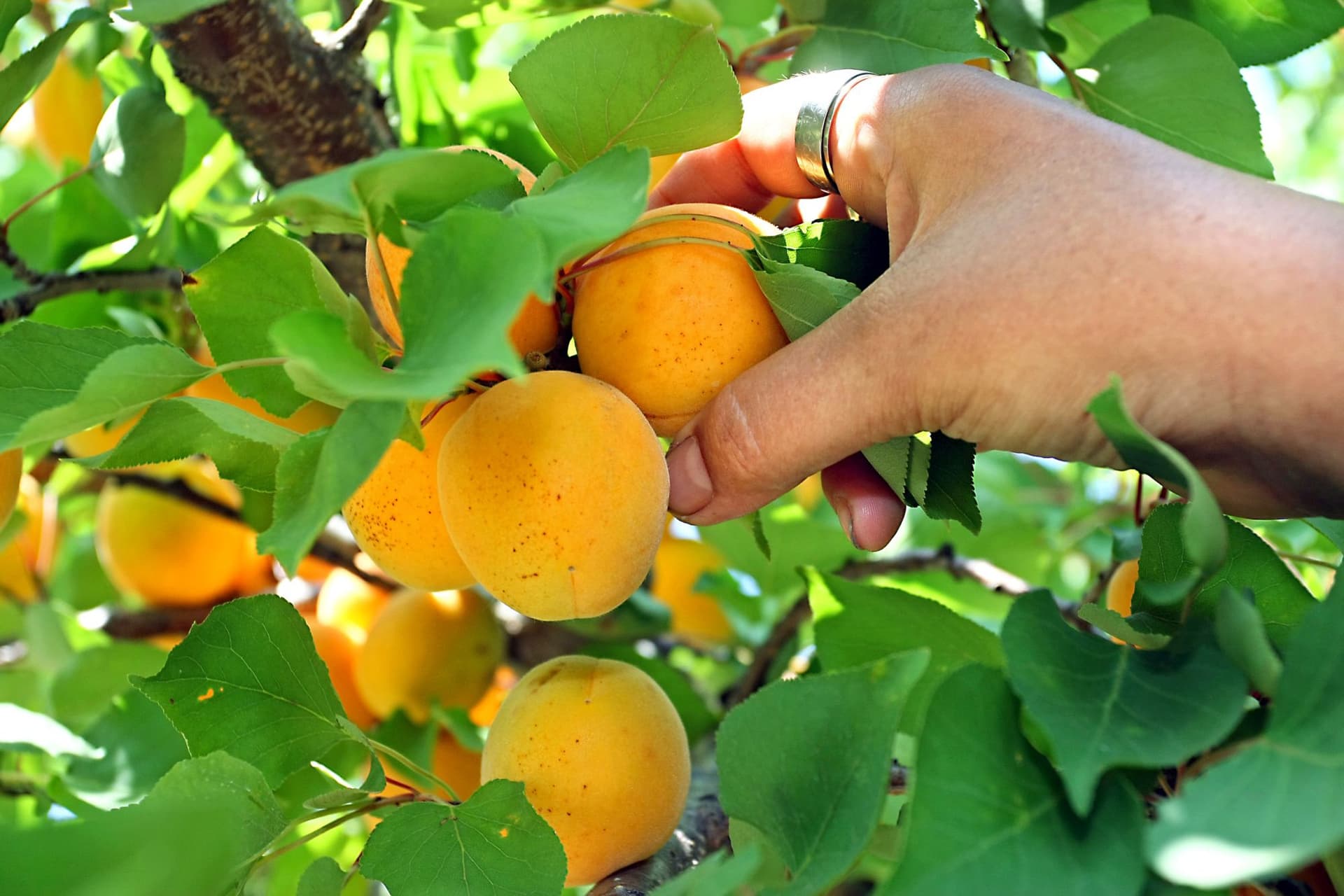 FruitVeB: a kajszitermés jelentős részét elvitte a tavaszi fagy