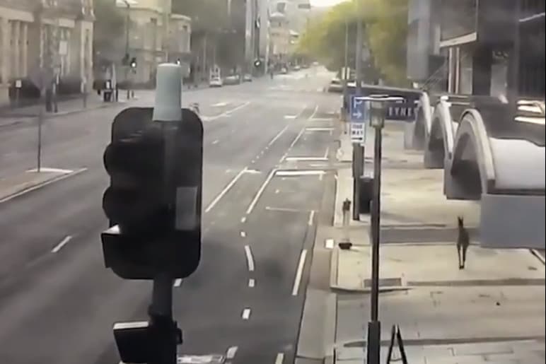 Kenguru ugrált végig az ausztráliai Adelaide néptelen belvárosán