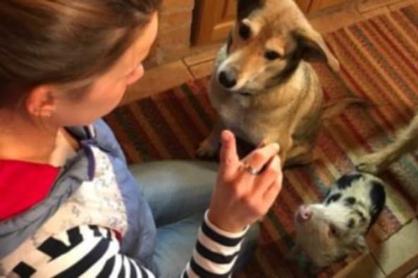 A malacok a kutyákhoz hasonlóan képesek kommunikálni az emberrel