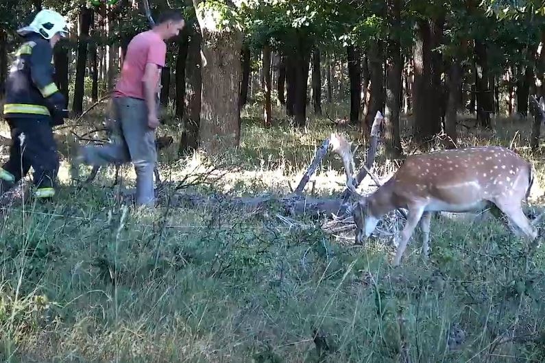Tűzoltók és erdész szakemberek mentettek meg egy dámvadat