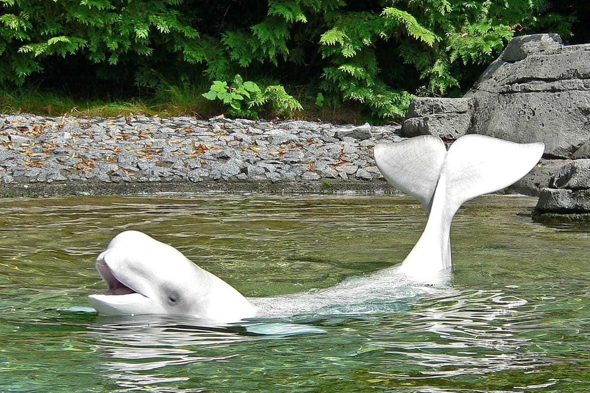 Kiemelik a Szajnába tévedt, koplaló fehér delfint