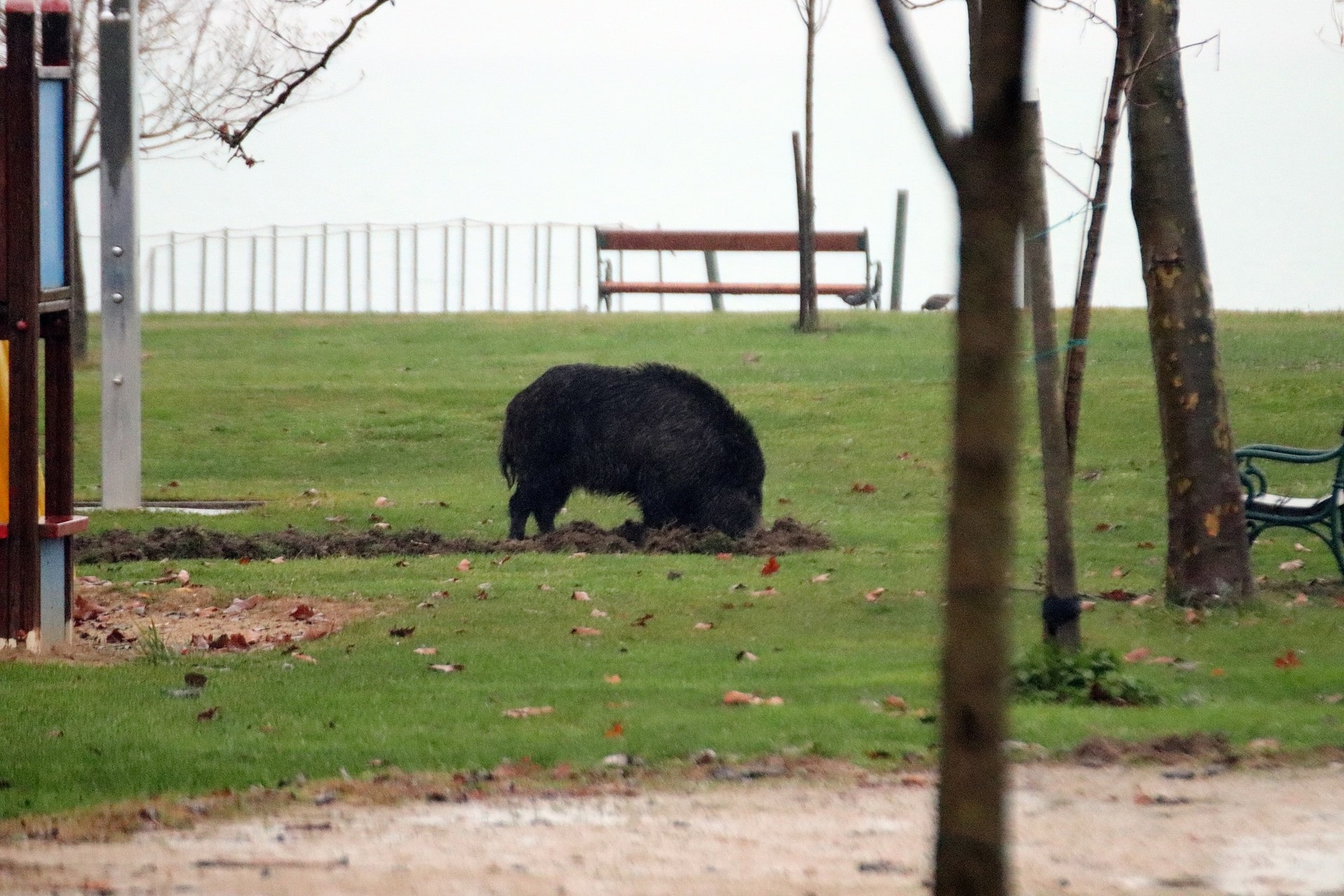 Borjúméretű vaddisznó a Balatonnál