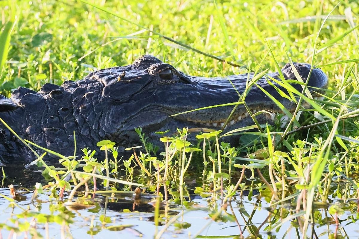 Aligátor marcangolhatott szét egy férfit Floridában