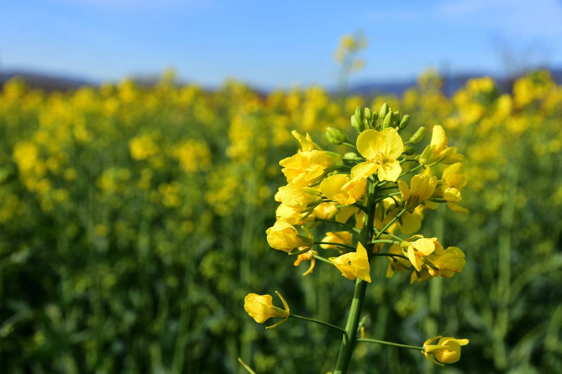 Extrém helyzet: vörösbe borult Magyarország pollen térképe