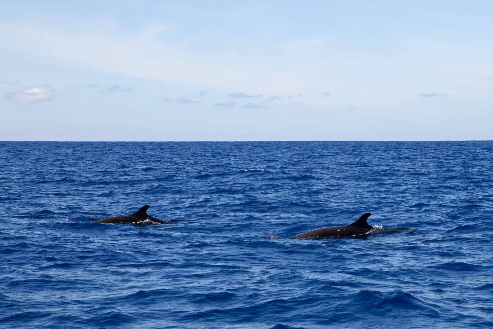 Kardszárnyú delfinek tettek tönkre egy portugál hajót