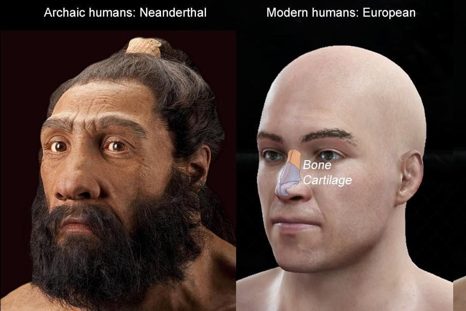 Az orrunk alakjáért felelős gént a neandervölgyiektől örököltük