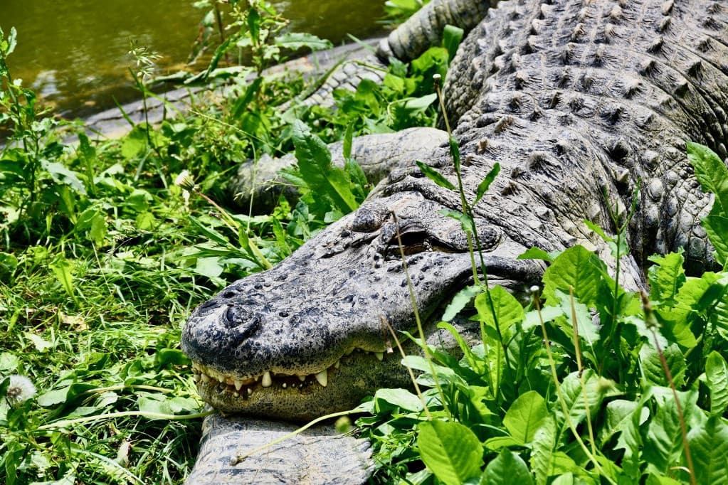 Először mutatták ki a szűznemzést krokodilnál