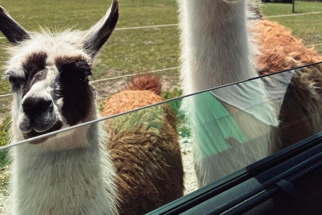 A hatalmas vihar miatt több állat is elpusztult a nagykőrösi szafariparkban