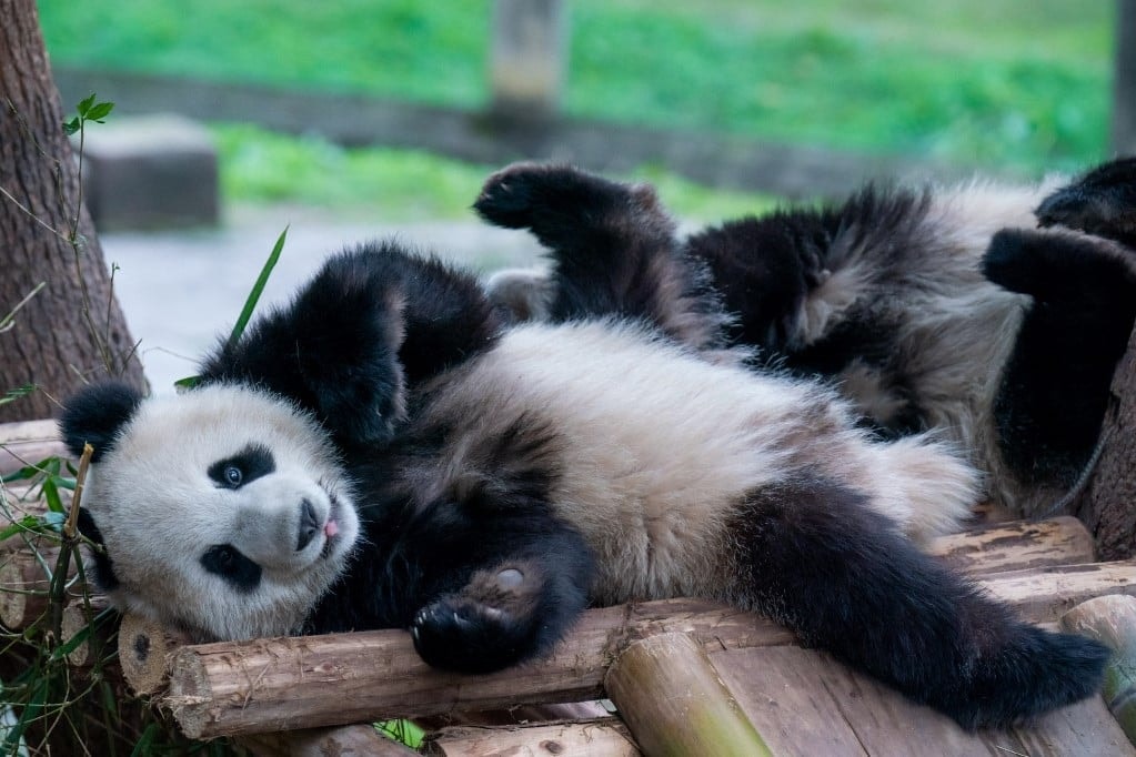 Óriáspandák tucatjait láthatják a látogatók a jövőre nyíló pekingi pandaközpontban
