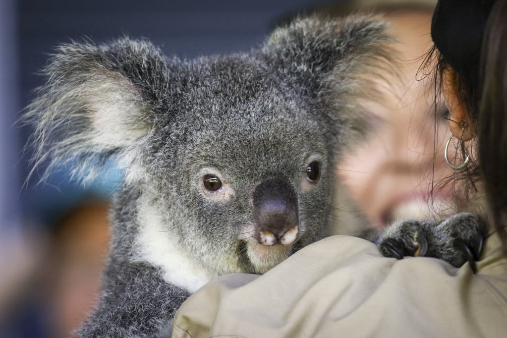 Igaz, hogy a koaláknak köhögés elleni cukorka illatuk van?