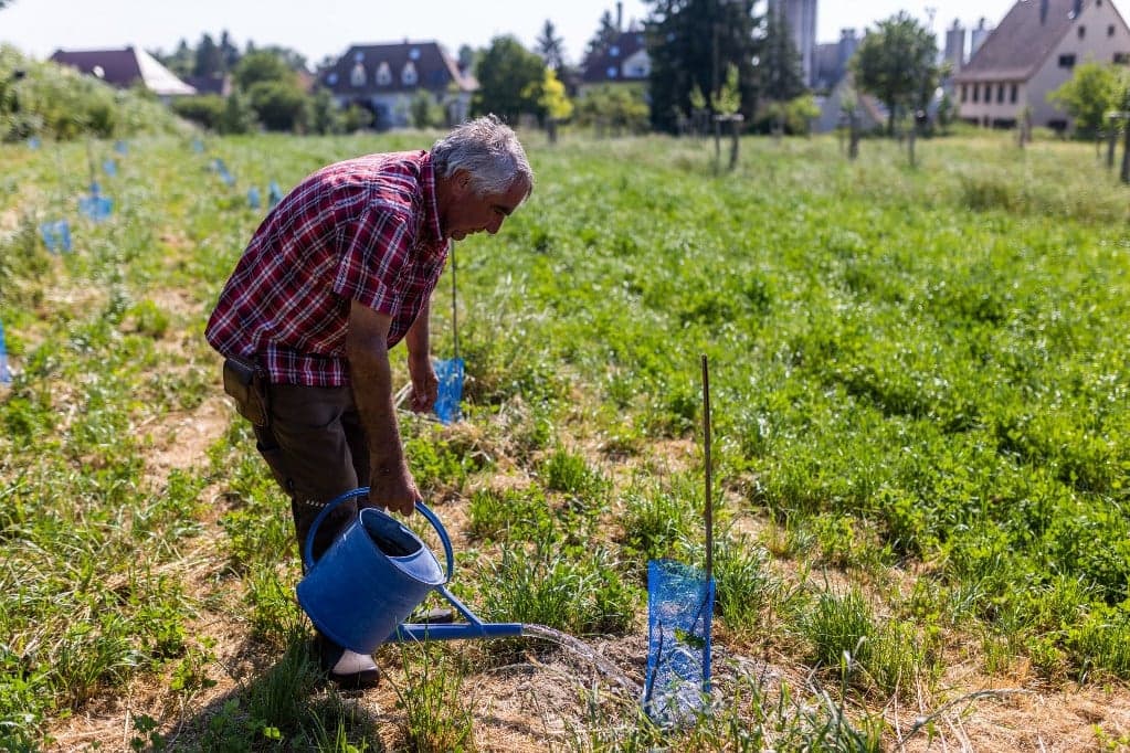 Megperzselődött a gyümölcs és a zöldség
