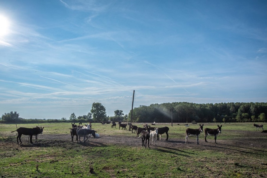 Újra kigyulladt a Hortobágyi Nemzeti Park