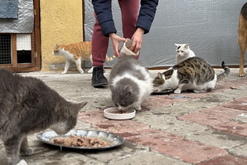A rettegés háza – Százhét macskát tartott otthonában