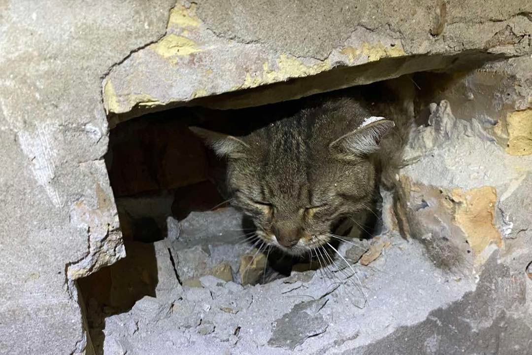 A falból mentettek macskát a tűzoltók