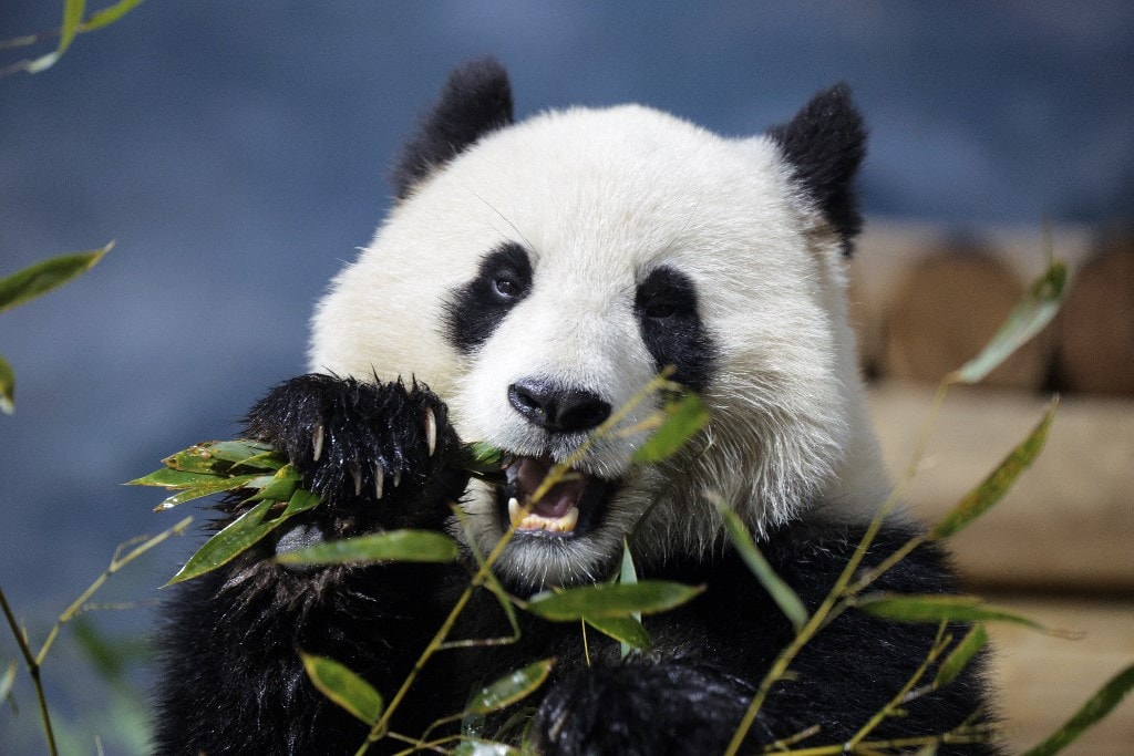 Miért esznek a pandák bambuszt, ha inkább húsevők?