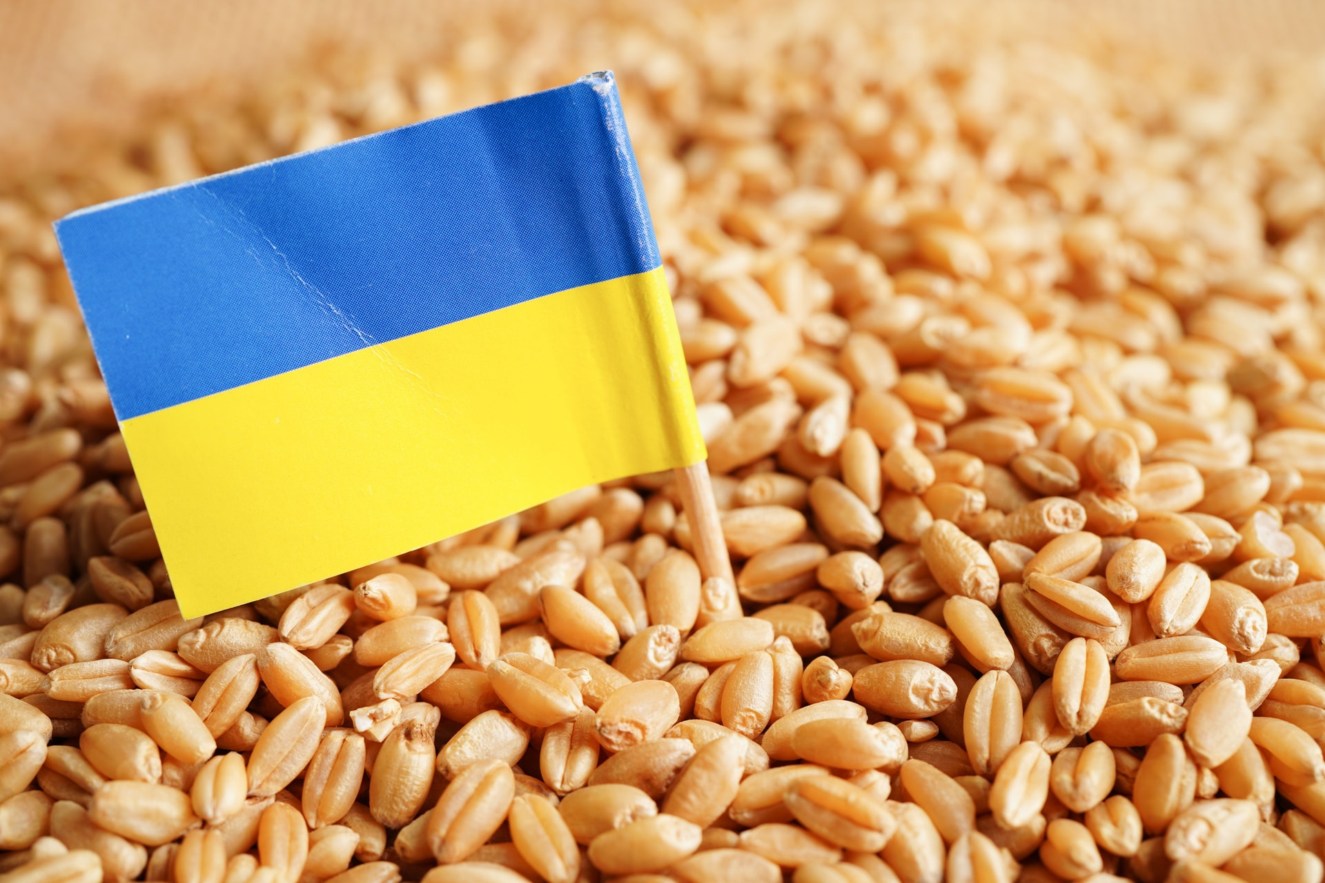 Zöld utat kaptak az ukrán vetőmagok