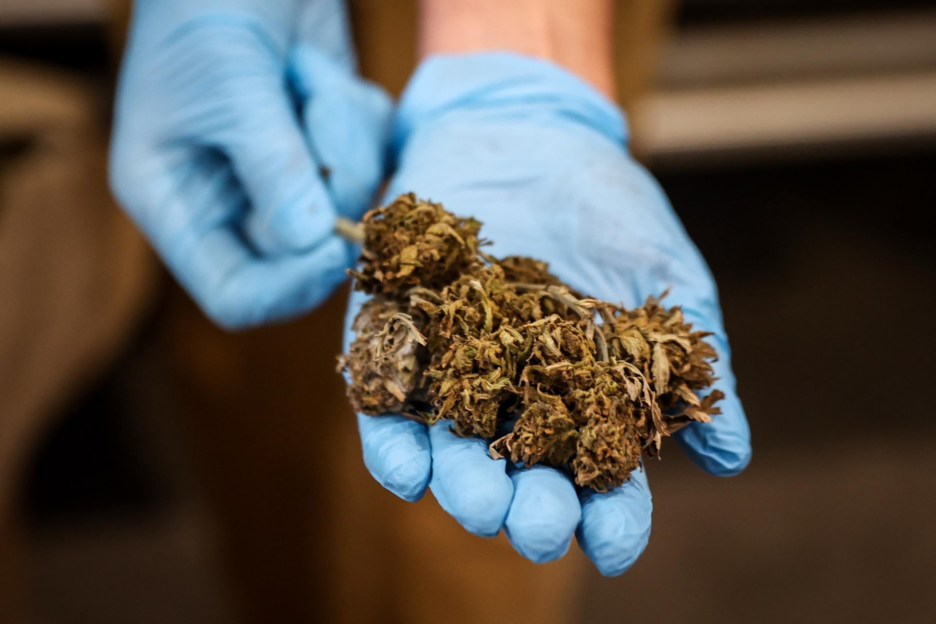 Rekordmennyiségű kannabiszt foglalt le a brit határrendészet