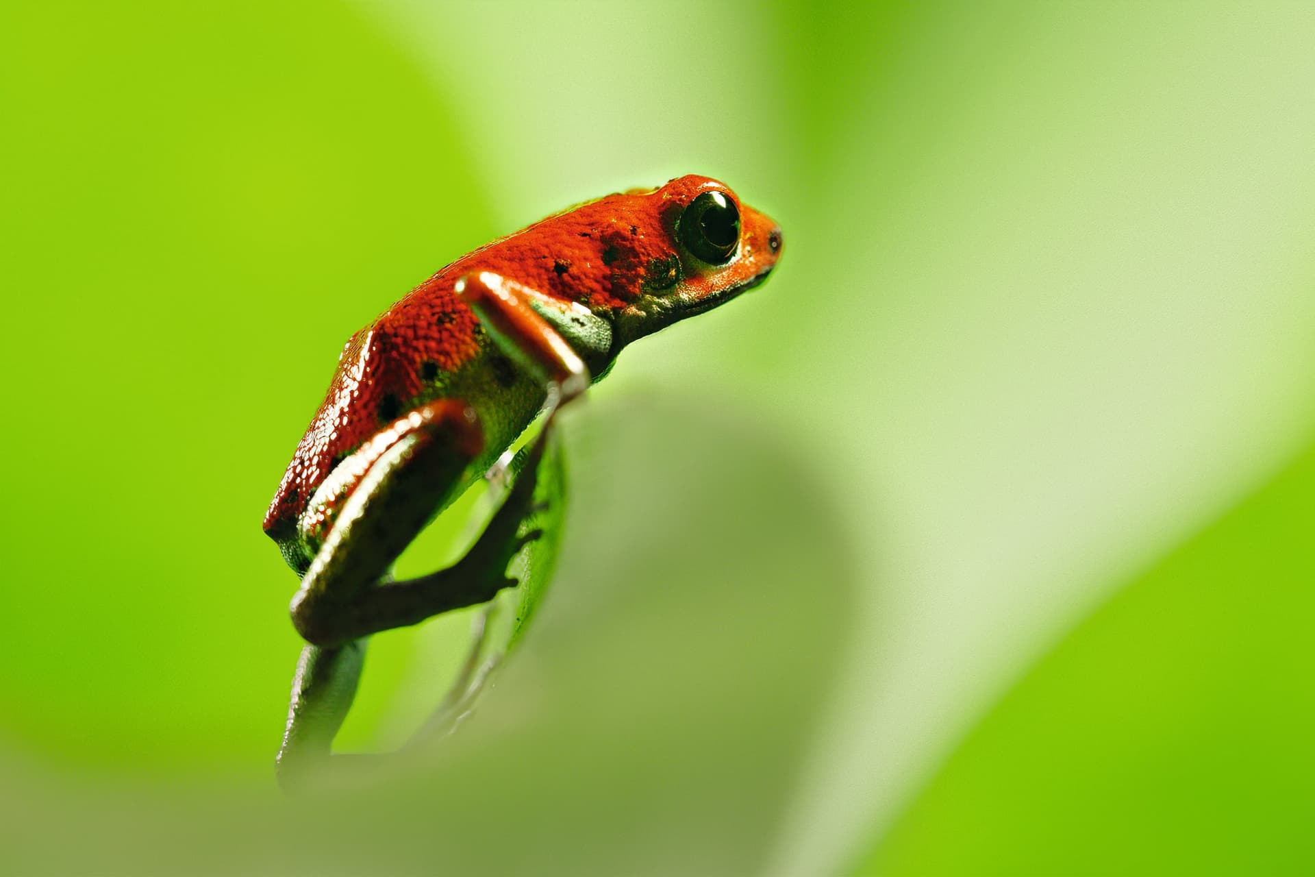 Őszi vasárnapok David Attenborough társaságában a Dunán