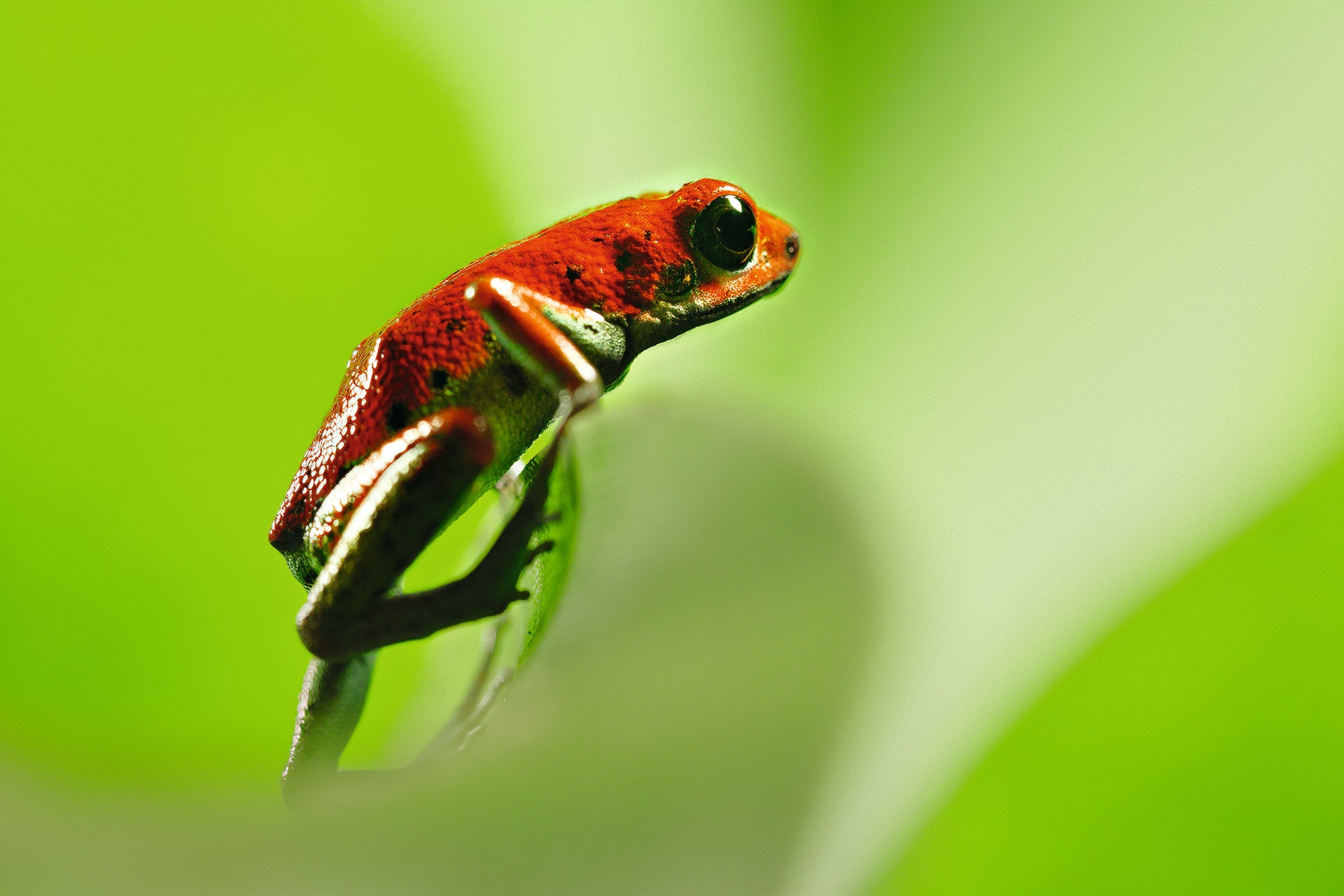 Őszi vasárnapok David Attenborough társaságában a Dunán