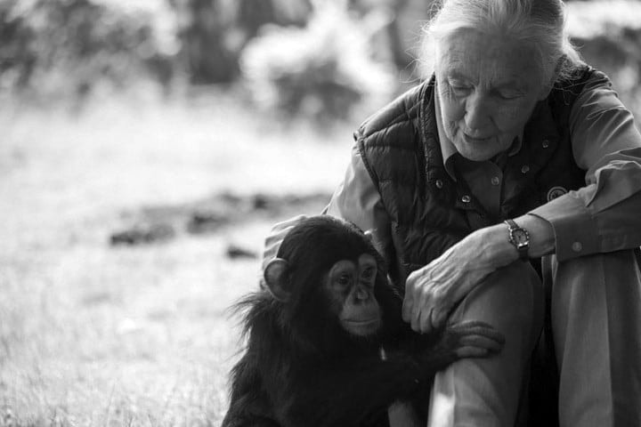 A Jane Goodall Intézet regionális központja nyílik Szegeden