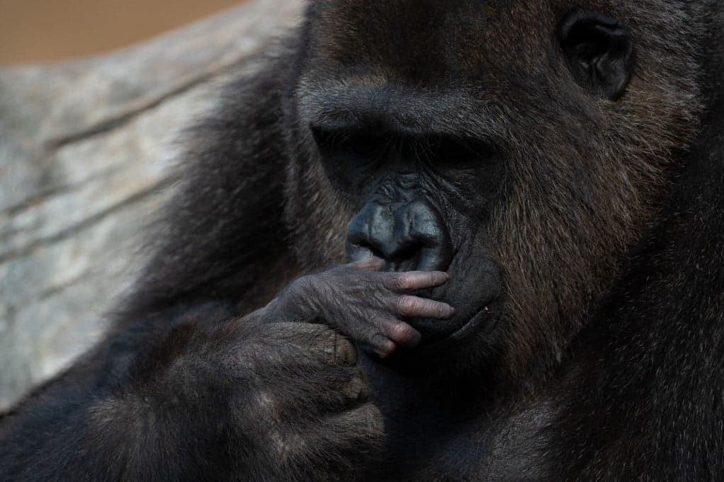 Mit mond a gorilla?