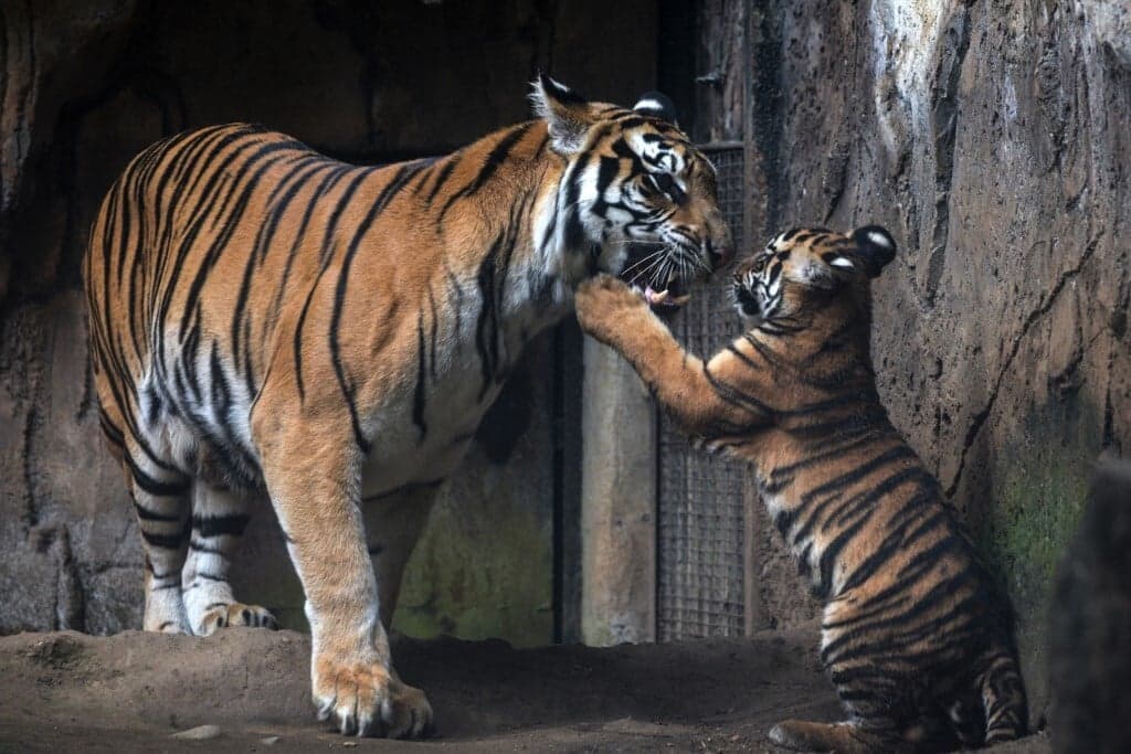 Hamarosan kiderül, mennyi bengáli tigris él a nepáli vadonban