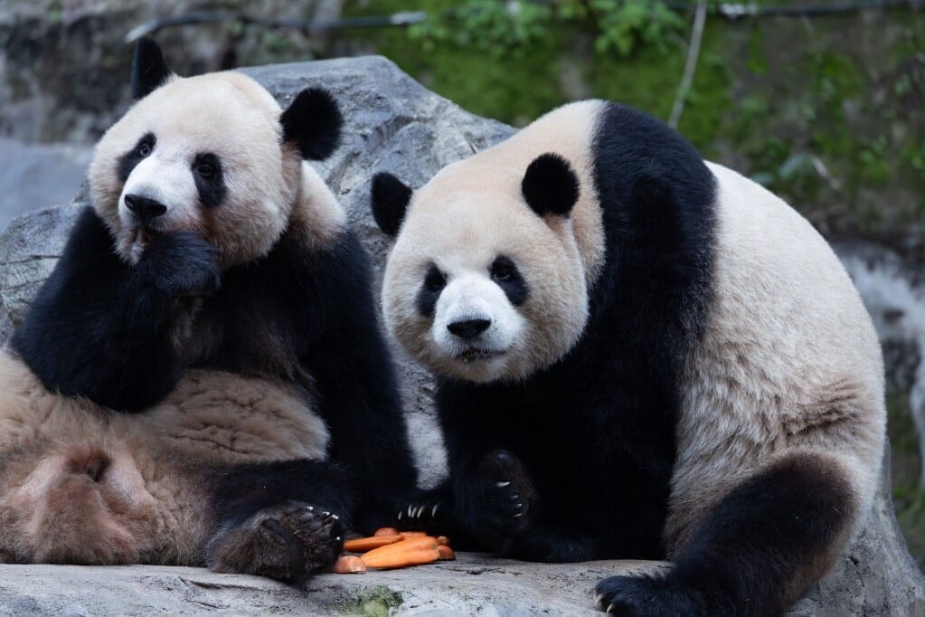 Miért fenyegeti a pandákat a kihalás?