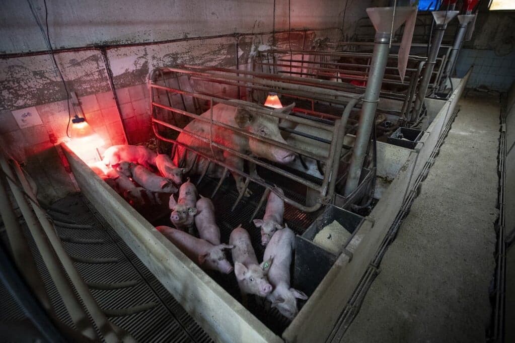 Több mint tízezer sertést ölnek le Szerbiában