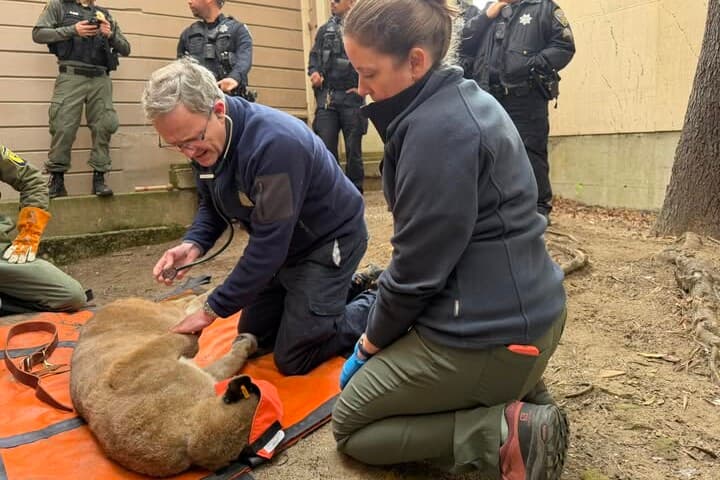 Puma kószált San Franciscó utcáin