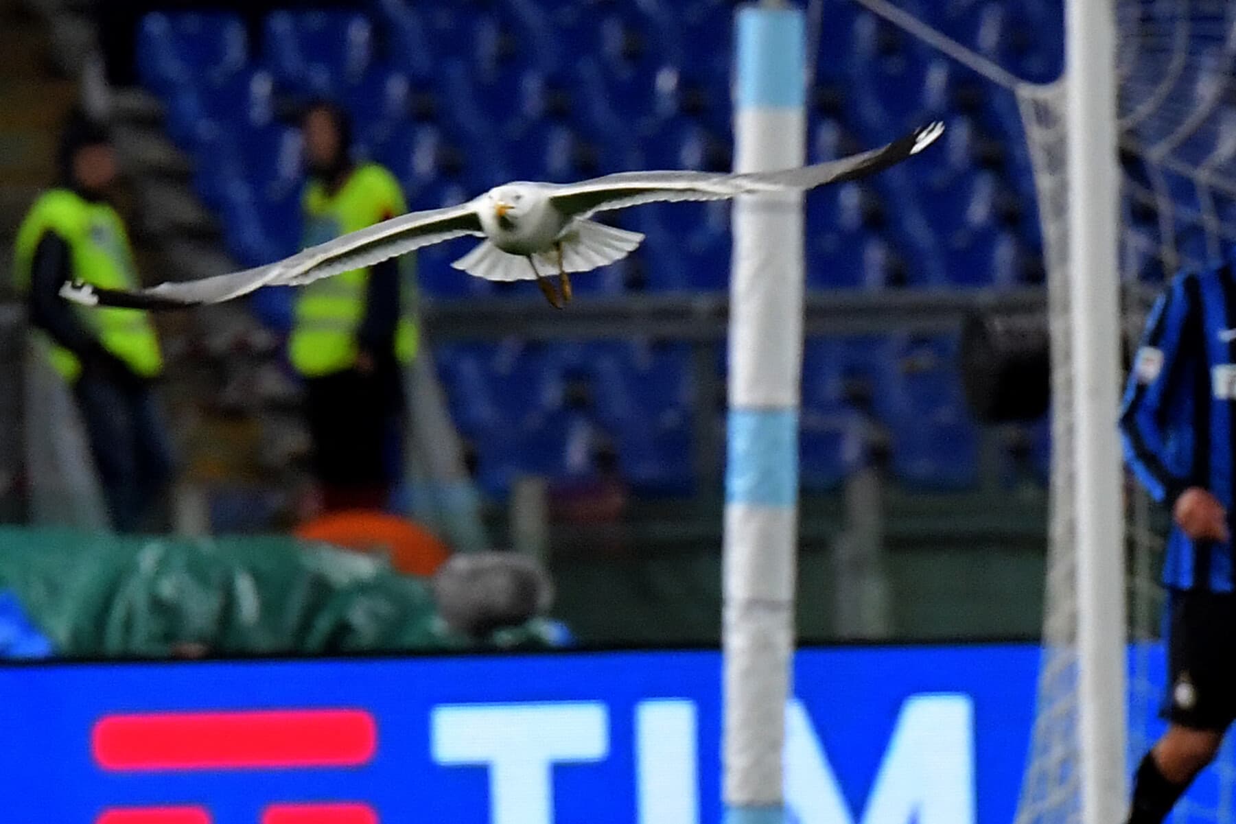 Sirályt élesztettek újra egy török futballmérkőzésen + VIDEÓ