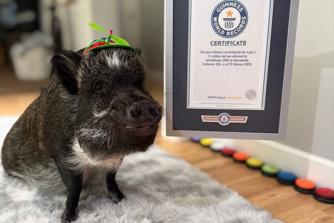 „Beszélő” malac került be a Guinness Rekordok Könyvébe