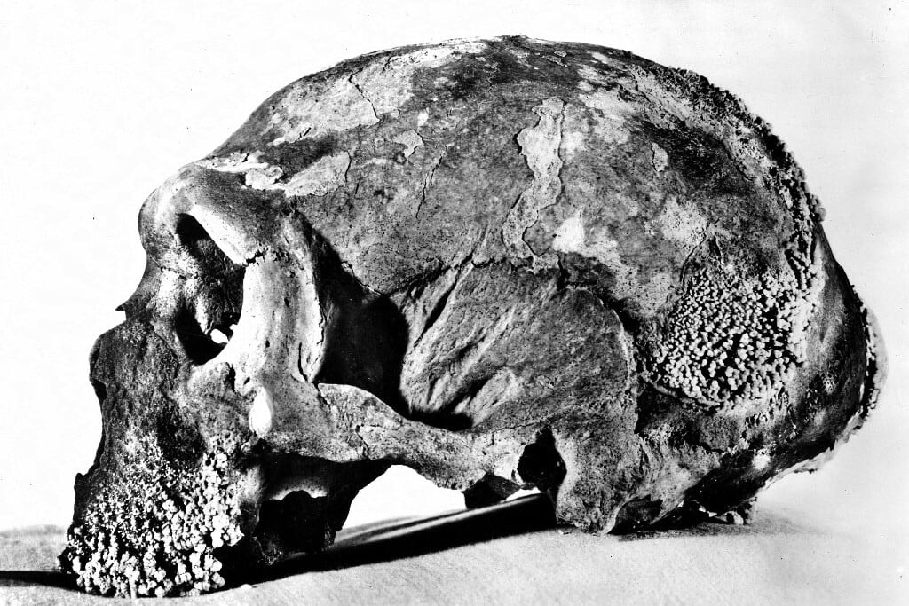 A 7500 éves „neandervölgyi-ember hibrid” koponyáról kiderült, hogy valami más