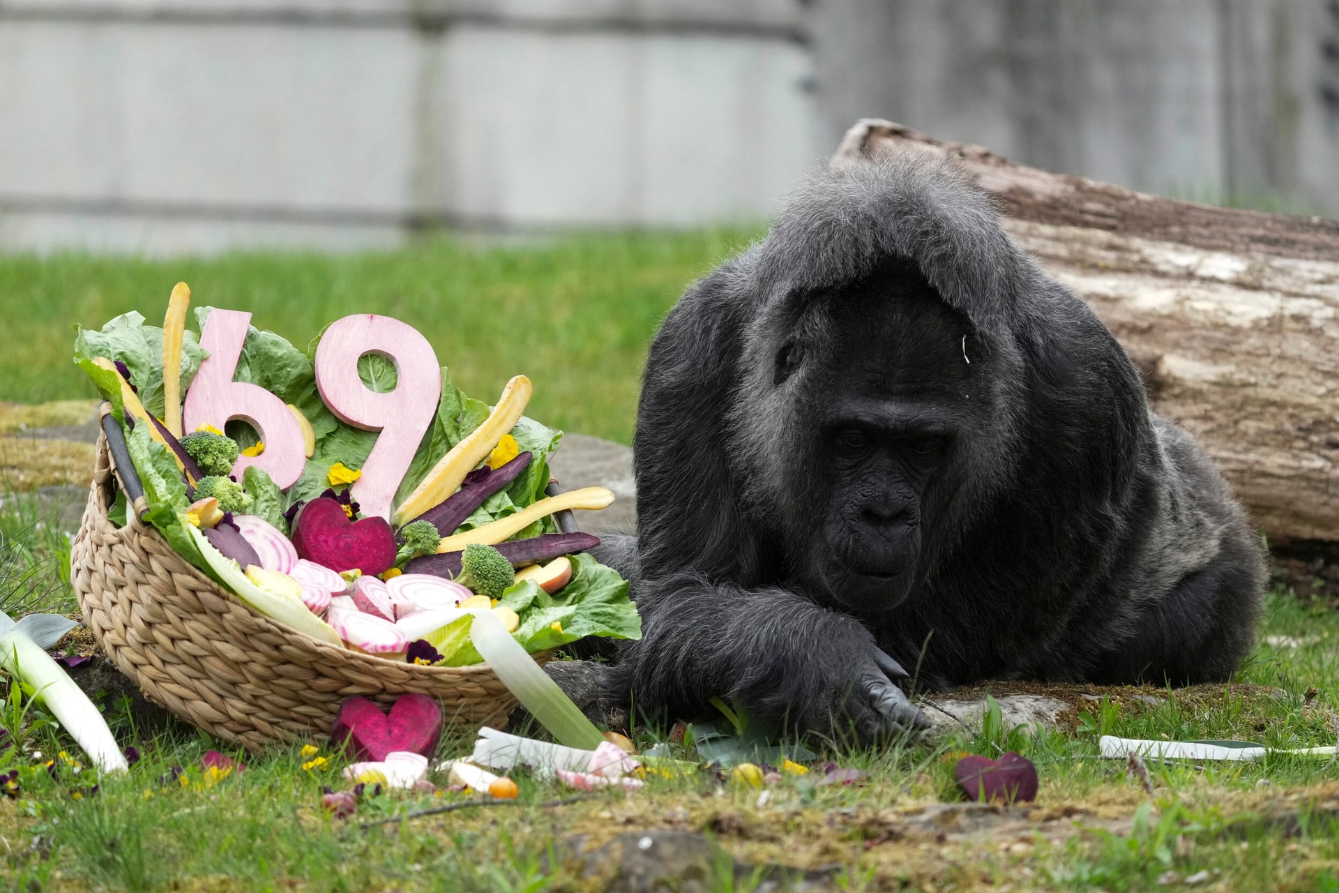 A világ legidősebb gorillája 69 éves lett