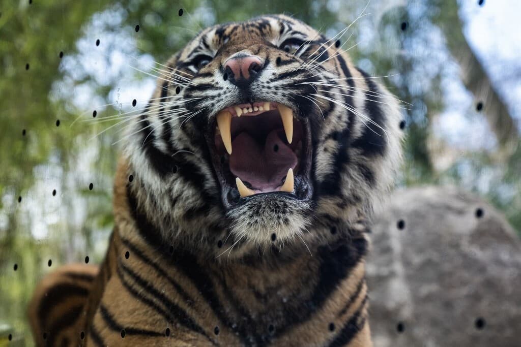 Elszabadult egy tigris Lipcse közelében